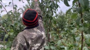 Груша Просто Мария - красавица в саду!