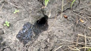 Жук Кравчик Стригун  як позбавитися жука кравчика нар?