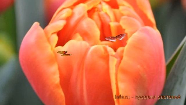 Тюльпан махровый Айкон (tulipa Aykon) 🌿 тюльпан Айкон обзор
