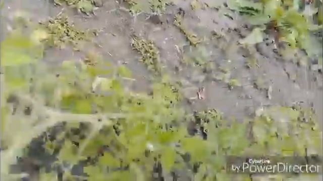 Обзор томатов / Закрываю яблочное пюре / Жизнь в селе.