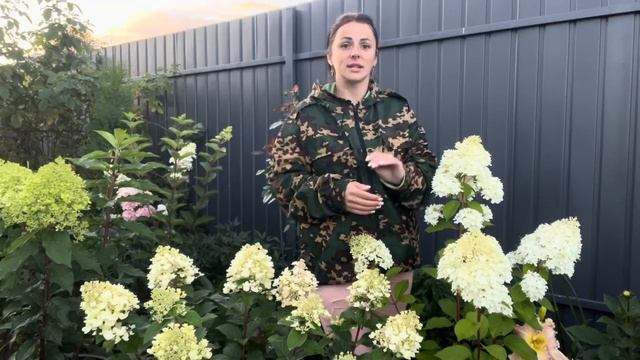 Гортензия метельчатая «Диамантино»  Hydrangea Paniculata`Diamantino