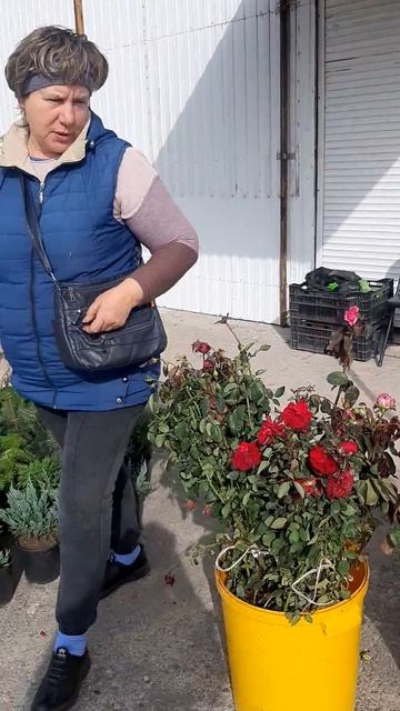 Волгоградская обл г. Михайловка Светофор❤ тел +7 937 561-39