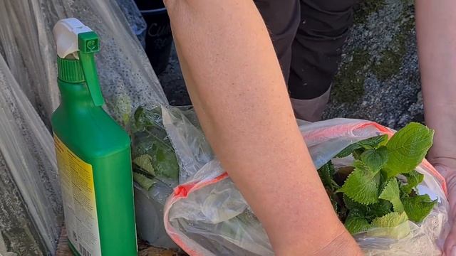 18.05.25. Первая подкормка черенков Крупнолистной Гортен?