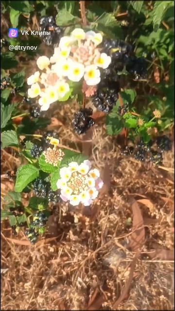 Ядовитая Субтропическая Ягода - Лантана и Джек-Рассел смотреть онлайн