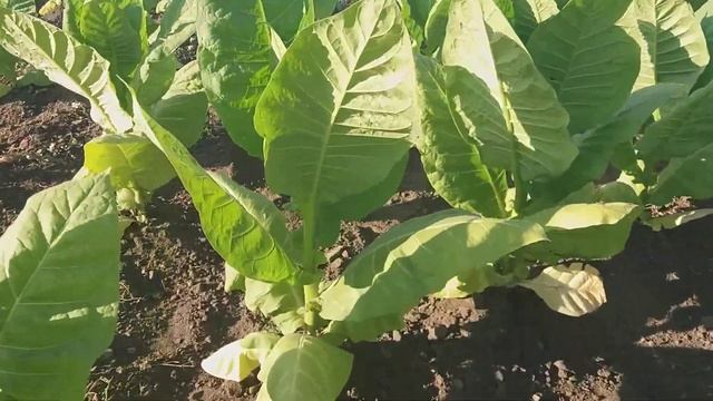 Внесения микрокомплекса по Табаку ТМ Сила Жизни. Повы?