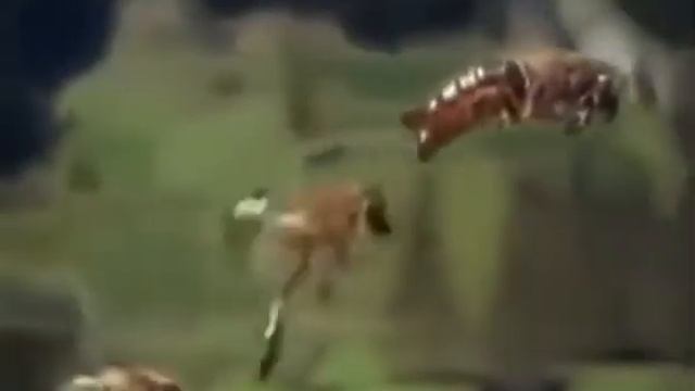 Спаривание матки с трутнями смотреть онлайн