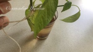 Как размножать острый перец черенками (веточками)