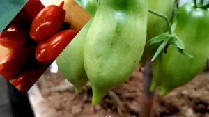 Повторила томат Дамский угодник в 2025 году