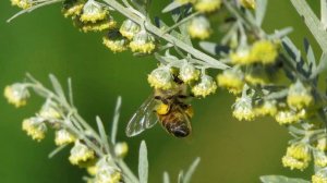 Применение полыни в пчеловодстве