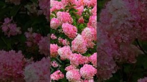 Про гортензии в Краснодаре! 💚как посадить, чем удобри
