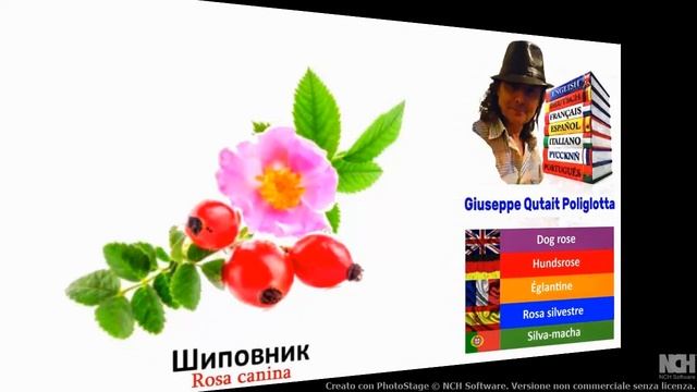 Visual Dict with Audio 47 ласточка, роза, шиповник, ротвейлер смотреть онлайн