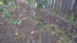 Груши РОЗИ РЕД БАРТЛЕТ, ВИЛЬЯМС КРАСНЫЙ,  РЕД СЕНСЕЙШН