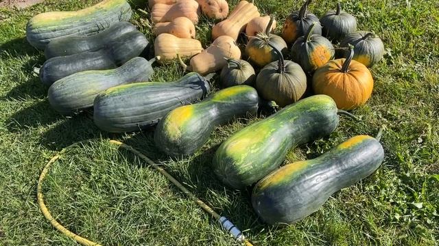 Собраны тыквы / Минская область смотреть онлайн