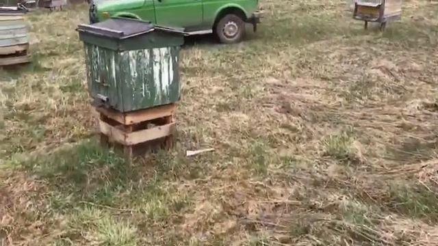 ПЧЕЛЫ ЛЕТАЮТ НЕ ЧЕРЕЗ ЛЕТОК