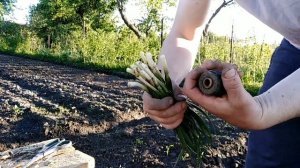 #Продажа зелени как бизнес