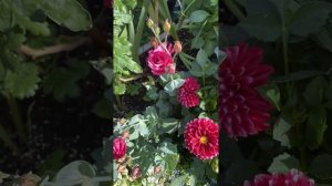 Все о сорте эустомы Мариачи Кармин Рэд