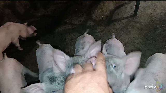##ловим диких пчёл 🐝 ##отправляем семя хряка 🐖 ## смотреть онлайн