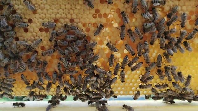 Карника Скленар, обзор на отводок.