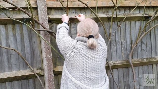 Роза Мадам Альфред Карьер #розы #плетистыерозы #старин