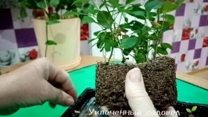 Простой способ укоренить  отцвёвшую розу из магазина.