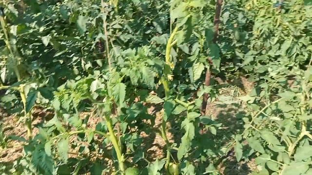 На 17 июня помидоры цветут и завязываюся пплоды.