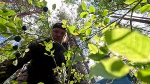 ЗАРАБОТАЛИ НА ЯГОДАХ В КАРЕЛИИ. С ЖЕНОЙ В ЛЕСУ СОБИРАЕМ ЧЕРНИКУ. В ЛЕС ЗА ЯГОДАМИ. ПРОМЫСЕЛ