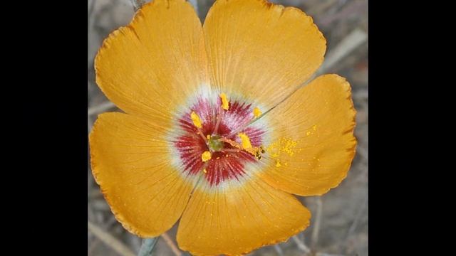 ЛЕН  (LINUM)  сем. Льновые