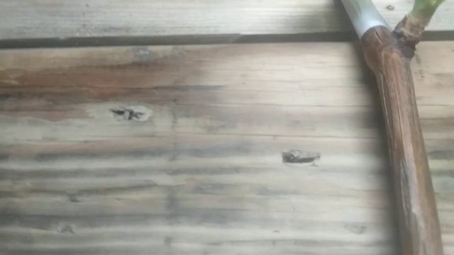 Klonex Gel vs Clon-m первые результаты на черенках винограда смотреть онлайн