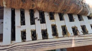 Кенийский улей