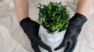 🌿Размножение Самшита Черенками в "Улитке"