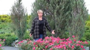 Роза Нокаут