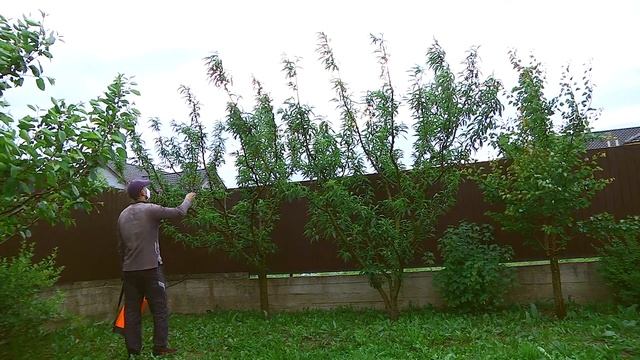 Обработка персика от курчавости. Скор, хорус, актара, б