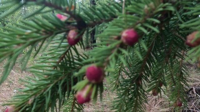 Молодые красные еловые шишки смотреть онлайн