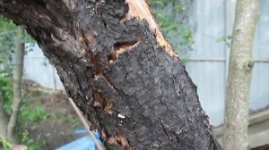 Засыхает яблоня, точнее одна ветка. Яблоня болеет, над?