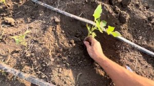 Инструкция по размножению малины «крапивкой» #малина