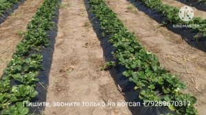 Клубника сорт Мурано. Начало второго плодоношения.