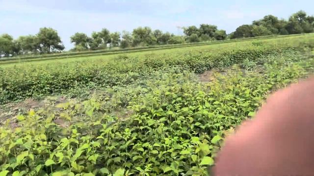 Малина полет Костенко #дача #малинакарамелька #школьн? смотреть онлайн