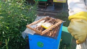 ДЖЕНТЕРСКИЙ СОТ ИЗ КИТАЯ! ПРОВЕРЯЕМ НА ОПЫТЕ РАБОТАЕТ.