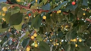 Вишня не плодоносит.  Что делать?