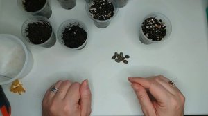 Как вырастить свое собственное кофейное дерево из сем