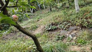 Джумбо Помм.Сорт для виставок