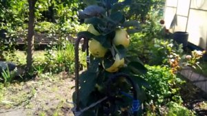 #70. Колоновидная Яблоня.