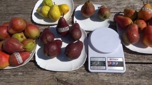 Красные груши: РЕД АУНЬОН, РЕД СЕНСЕЙШН, РЕД БАРТЛЕТ, В?