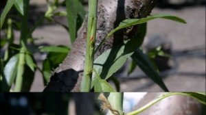 Прививка персика на миндаль зелёное в зелёное.Мариупо