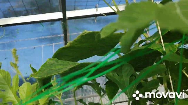 Огурцы растут в теплице.. В огороде все гниёт