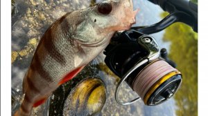 Ловля окуня на микроджиг