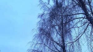 23 марта День Василисы. Что нельзя делать 23 марта. Народ