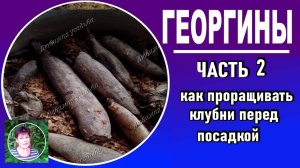 Выращивание георгин. ЧАСТЬ 2. Как проращивать георгины весной
