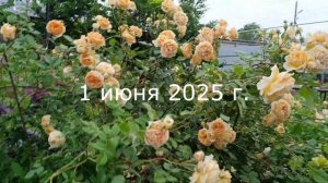Любуюсь розой Crown Princess Margareta.