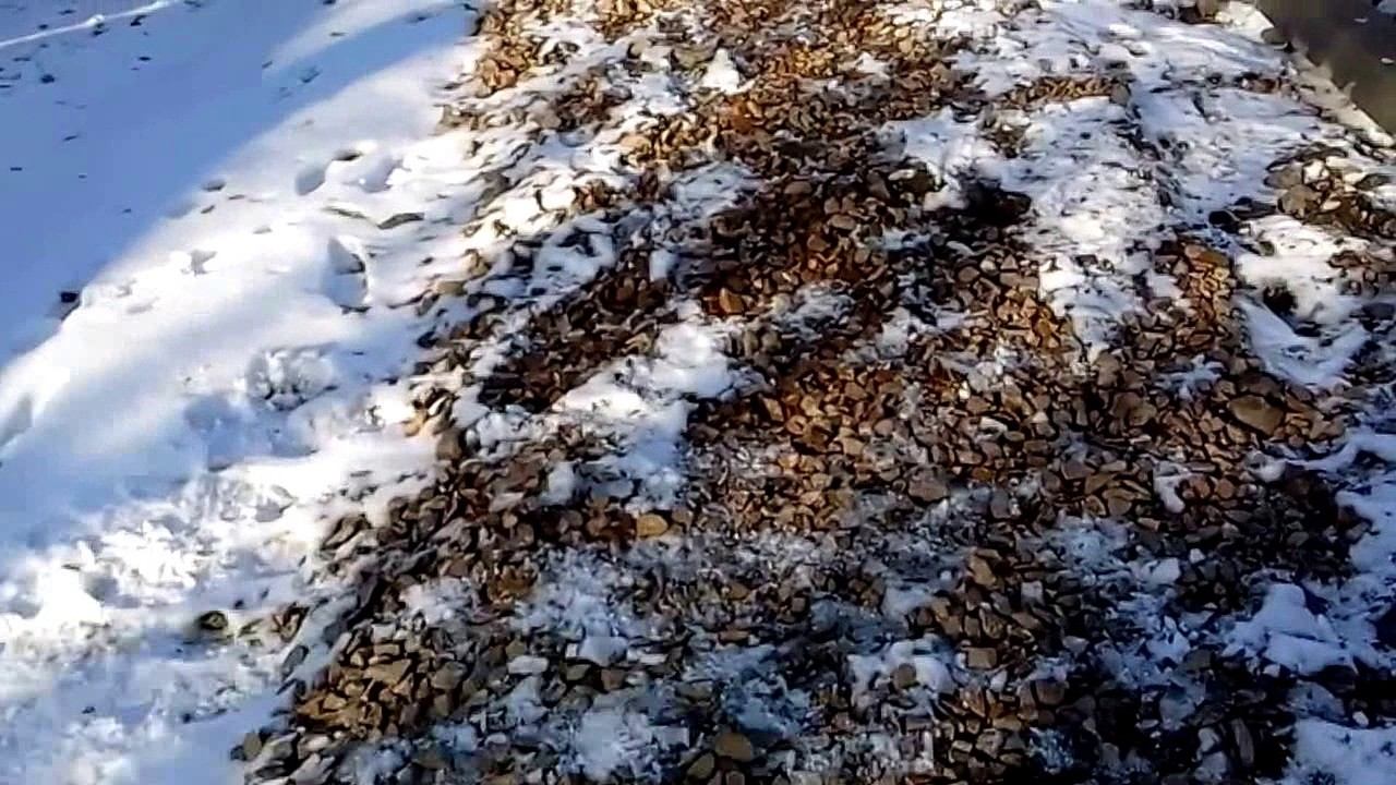 Осторожно бордюр! или для кого строим. срочный выпуск смотреть онлайн